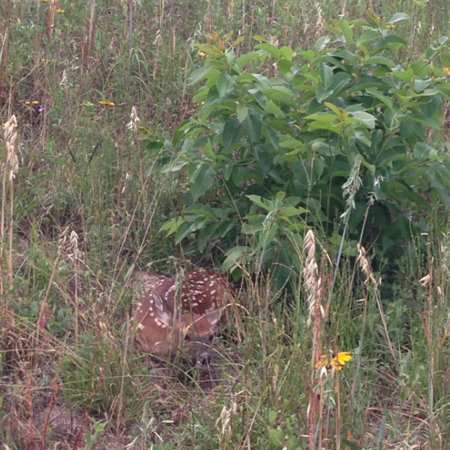 Chris found this curious little fella' on a walk this morning in Rusk, Texas.