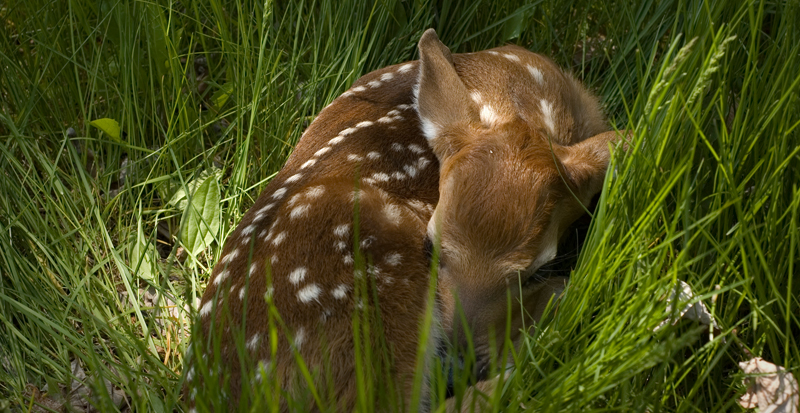 Fawn at Rest